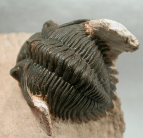 Metacanthina