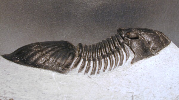 Paralejurus dormitzeri Morocco Trilobite