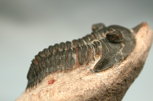 Pseudocryphaeus minimus