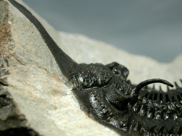 Psychopyge elegans