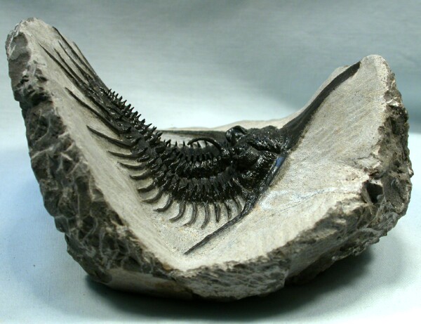 Psychopyge elegans