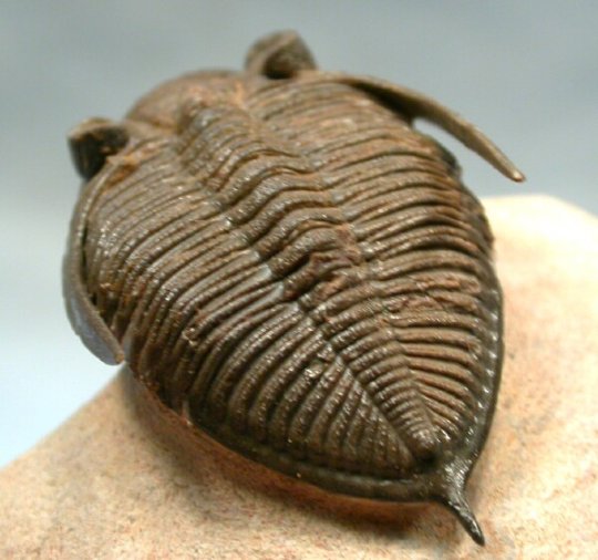 Zilchovaspis rugosa