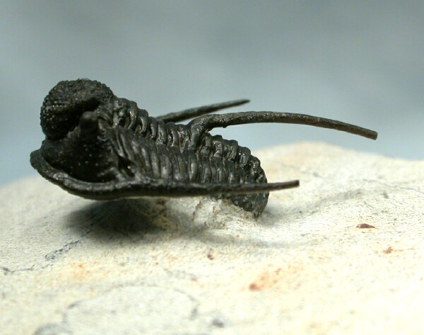 Cyphaspis