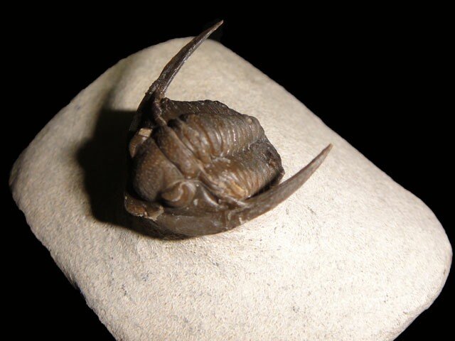 Dimuproetus Moroccan Trilobite