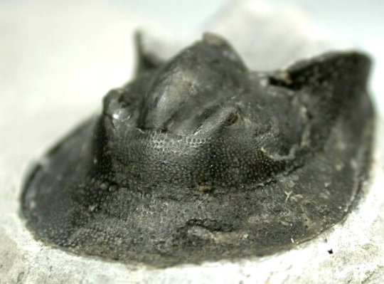 Scotoharpes