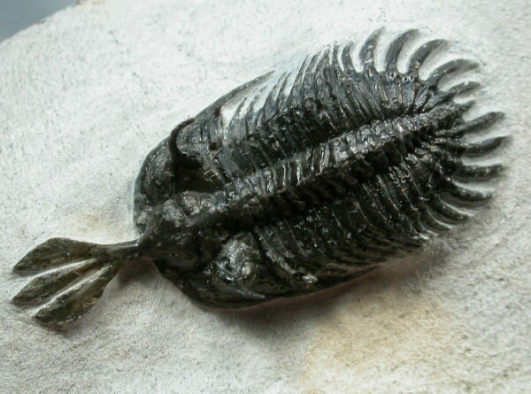 Trident Moroccan Trilobite 