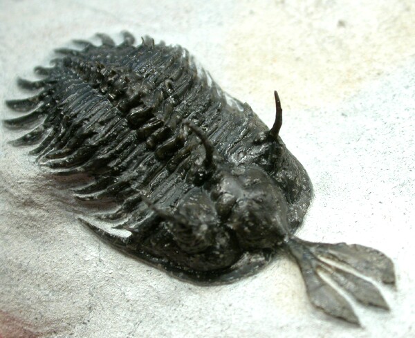 Trident Moroccan Trilobite 