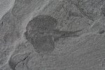 Perspicaris Burgess Shale Fossils