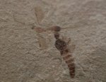 Ichneumonoidea Fossil Parasitic Wasp