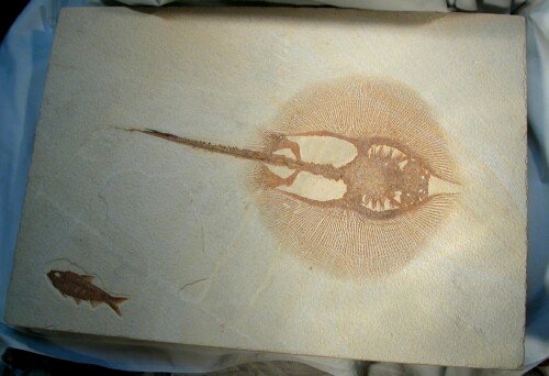 Heliobatis radians Fish Fossil Stingray or Skate from Green River Formation