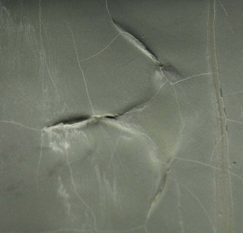 Bird Tracks Ichnofossils from Green River Formation