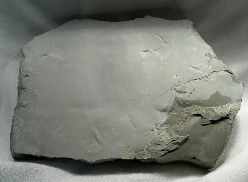 Bird Tracks Ichnofossils from Green River Formation