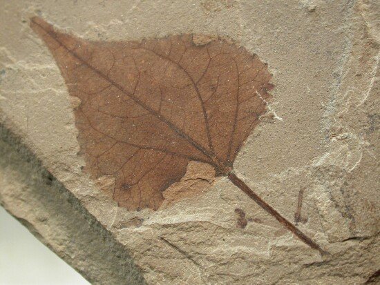 Poplar Plant Fossil from Green River Formation
