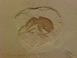 Weevil Insect Fossil from Grren River Formation