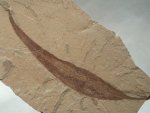 Willow Fossil Leaf