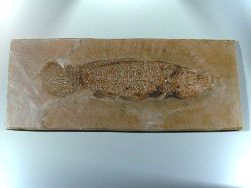 Cyclurus keheri Fish Fossil