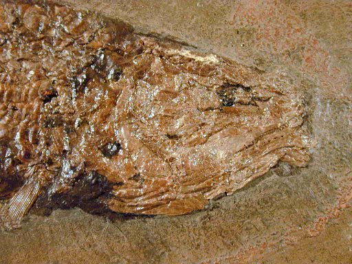 Cyclurus keheri Fish Fossil from Messel Pit Germany