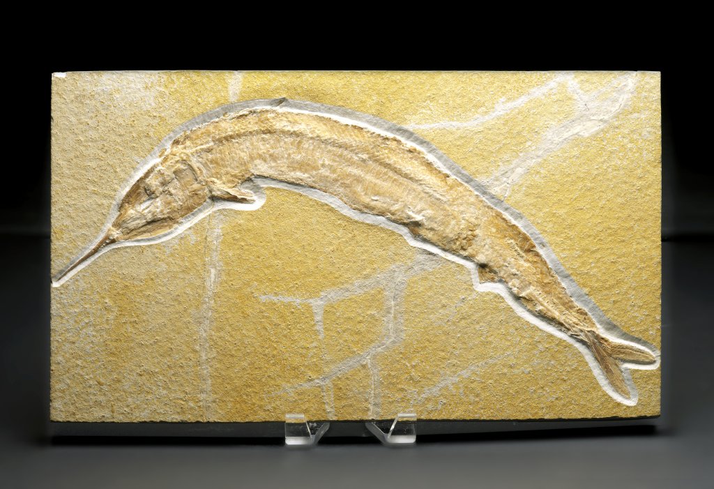 Aspidorhynchus acutirostris from Solnhofen Lagerstätte