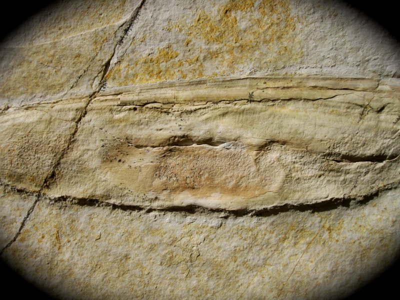 Plesioteuthis Solnhofen Squid  Fossil