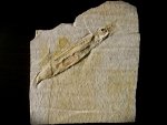 Plesioteuthis prisca Squid Fossil