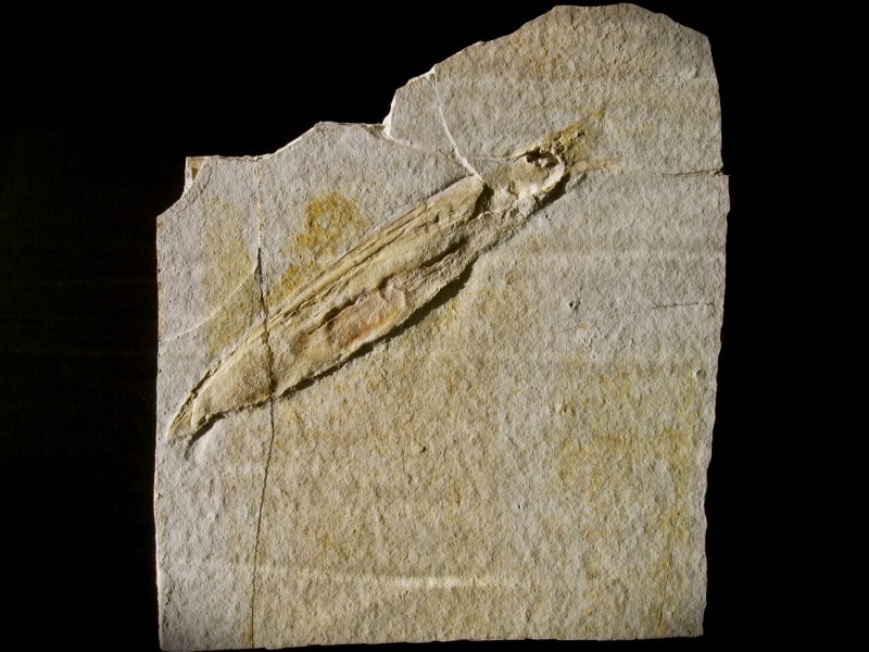 Plesioteuthis prisca Solnhofen Squid Fossil with Soft Body Preservation from Solnhofen Lagerstätte Jurassic Fossil Site in Germany