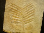 Zamites feneonis Cycad Fossil from Solnhofen