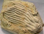 Alcimocrinus Crinoid Fossil