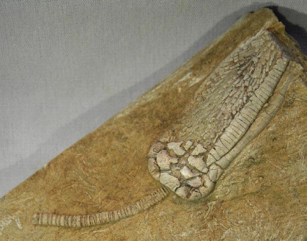 Phanocrinus Alabama Crinoid Fossil Bangor Limestone