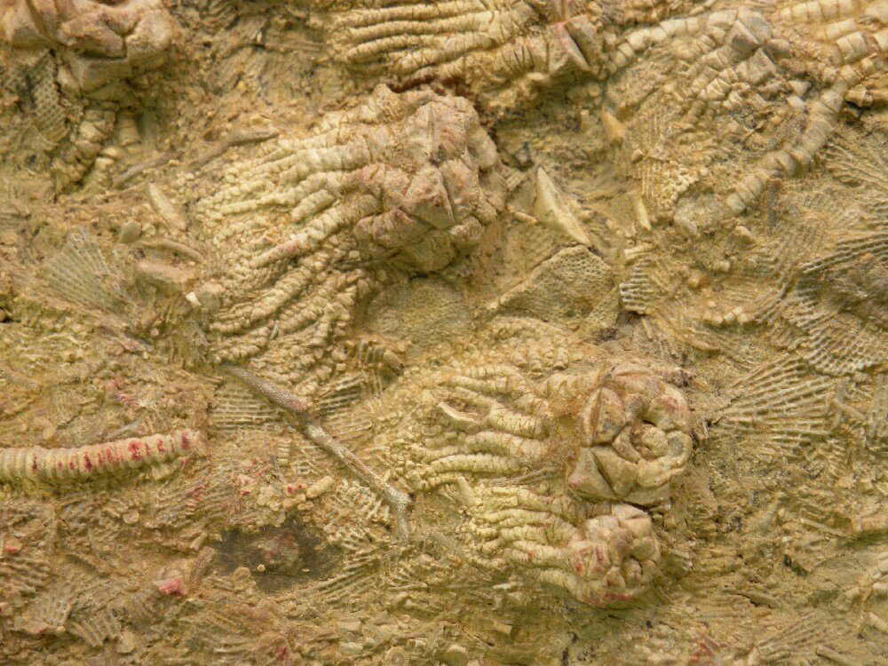 Tholocrinus Alabama Crinoid Fossil Bangor Limestone