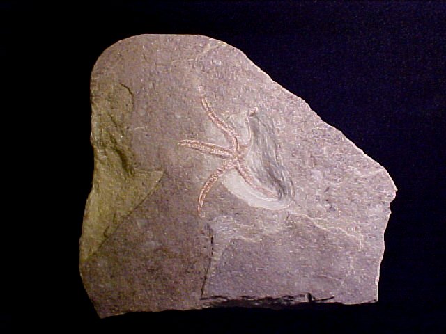 Henricia venturana Starfish 