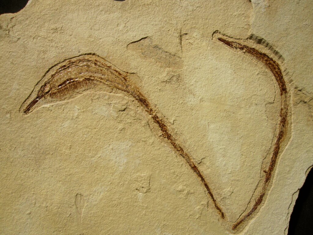 Hipposygnathus Pipefish Fossils