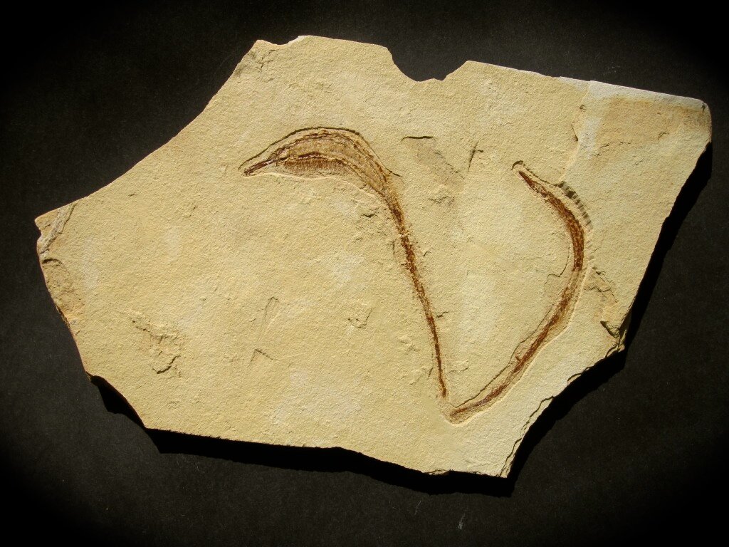 Hipposygnathus Pipefish Fossils from California