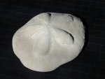 Clypeaster rosaceous Echinoid Fossil from Florida in Illinois United States of America