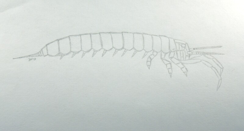 Dasyleptus