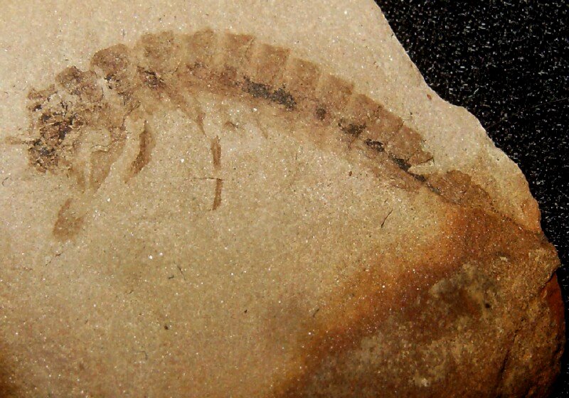 Dasyleptus Fossil Insect Fossil Order Monura mazon Creek in Illinois United States