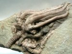 Agaricocrinus americanus Crawfordsville Crinoid