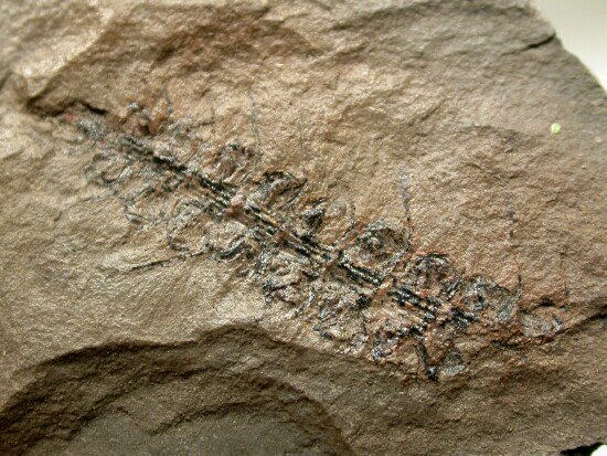 Calamostachys Indiana Plant Fossil
