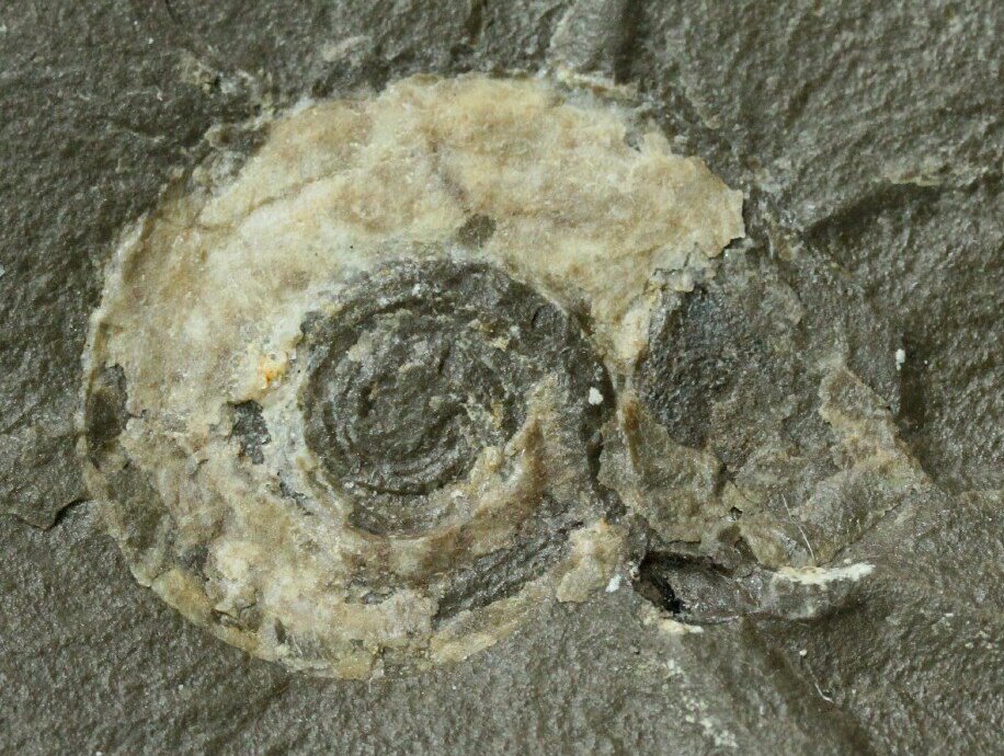 Anthracoceras Bear Gulch Coiled Cephalopod Fossil 