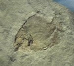Discoserra pectinodon Fish Fossil from Bear Gulch
