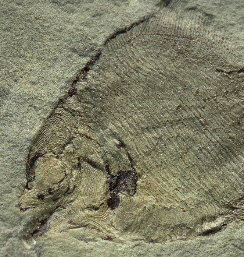 Paleozoic Fish Fossil from Bear Gulch Limestone