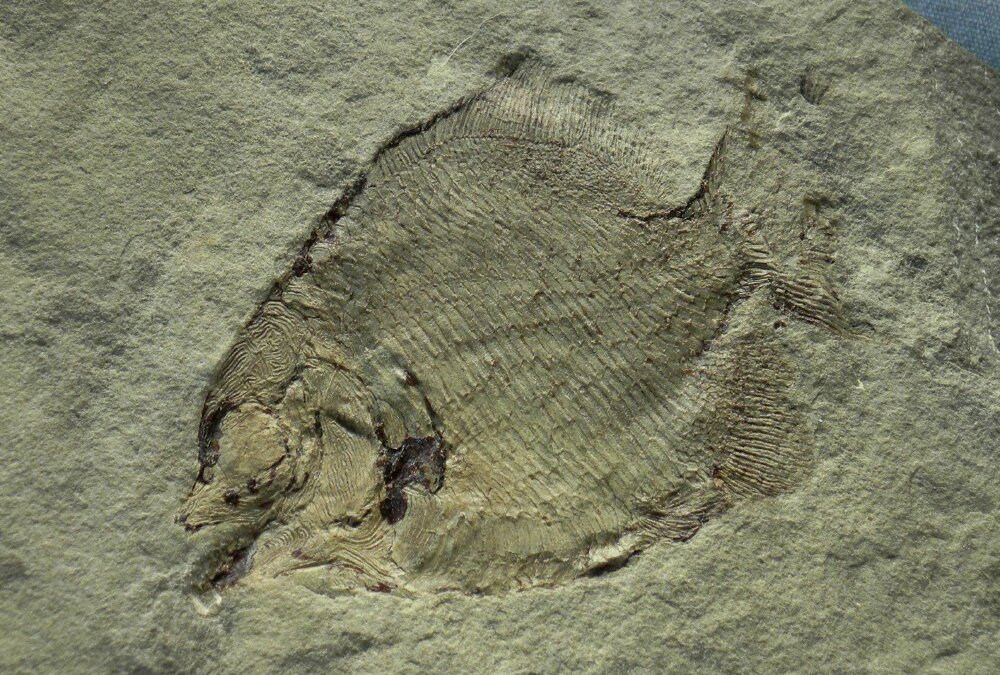 Discoserra pectinodon