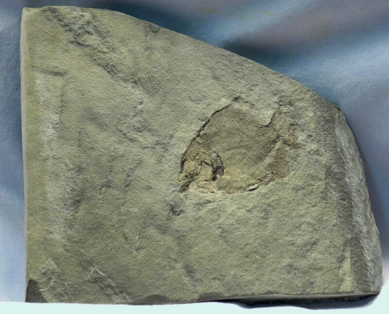 Paleozoic Fish Fossil from Bear Gulch Limestone