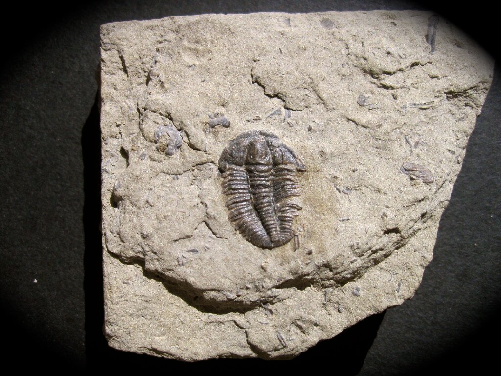 Ehmaniella quadrans Montana Trilobite