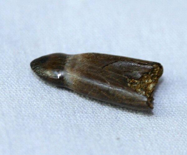 Leidysuchus formidabilis Cretaceous Crocodile Tooth from  Montana 