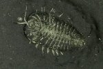 Triarthrus eatoni Trilobite with Legs and Antenne Preserved