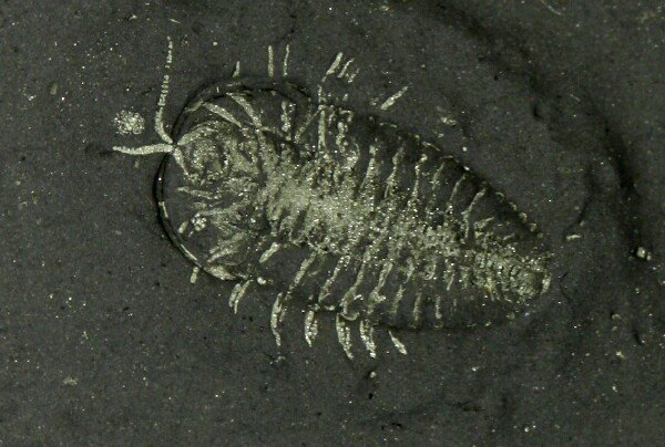 Triarthrus eatoni New York Trilobite Fossil