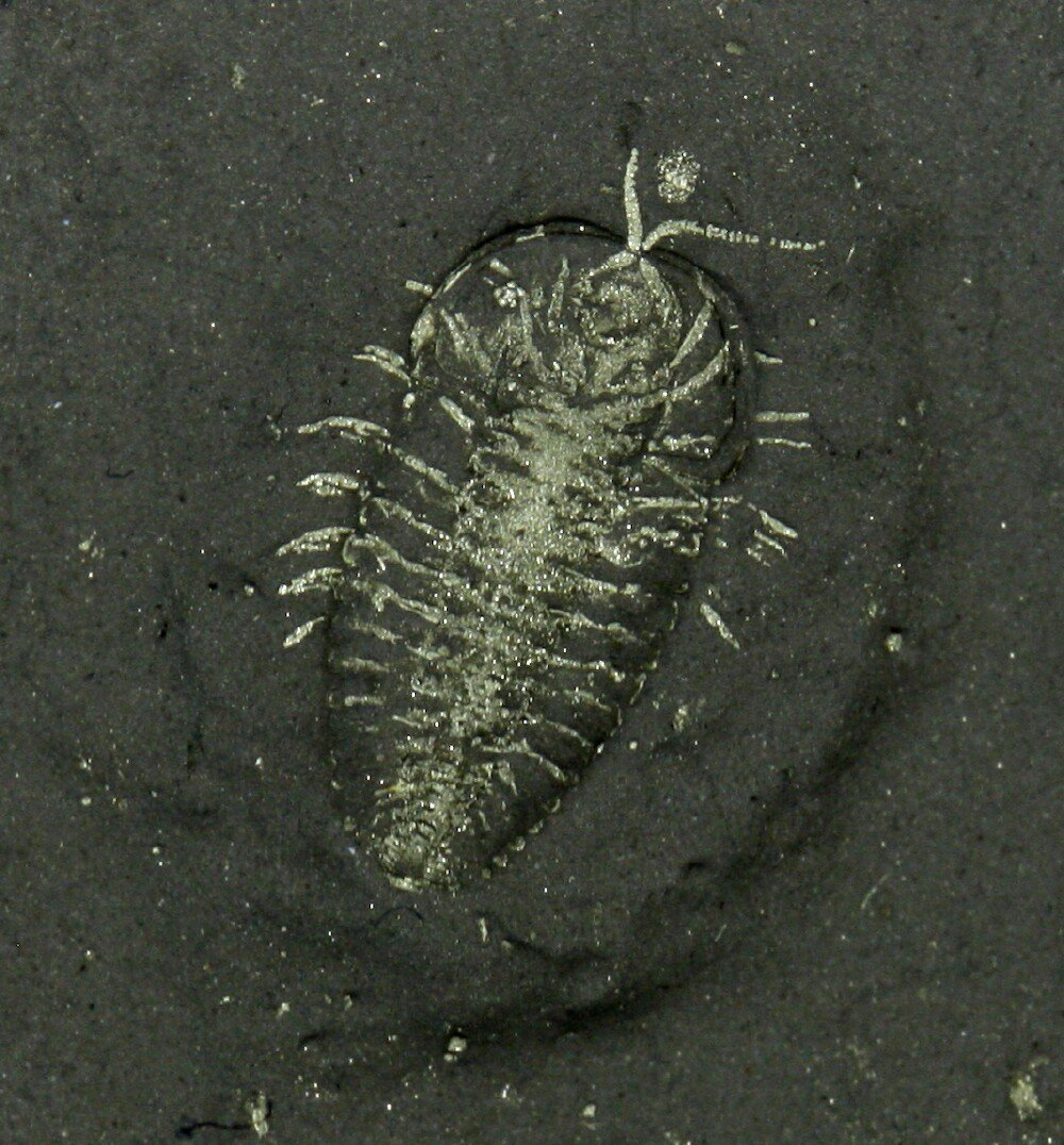 Triarthrus eatoni American Trilobite