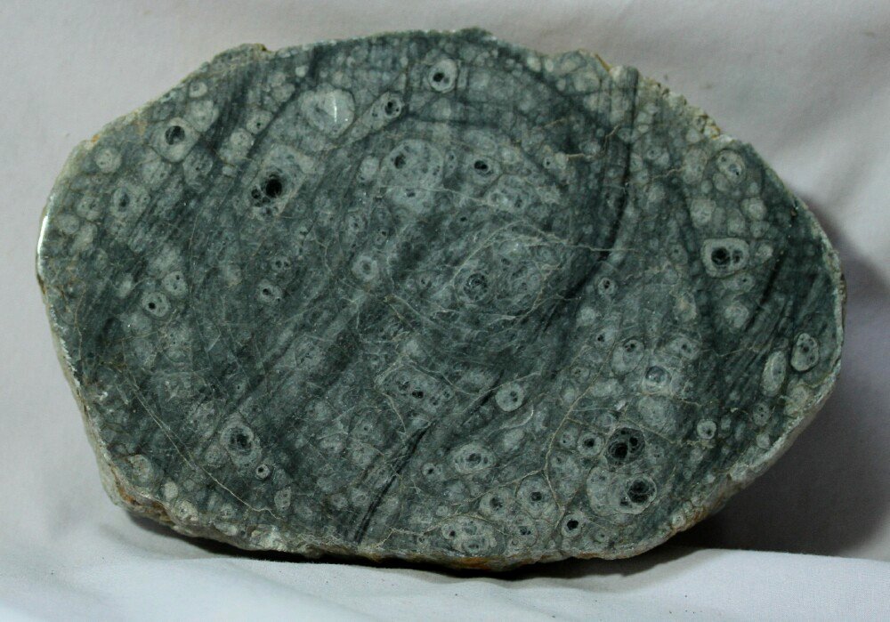 Tempskya Pteridophyta Tree Fern Fossil from Oregon USA