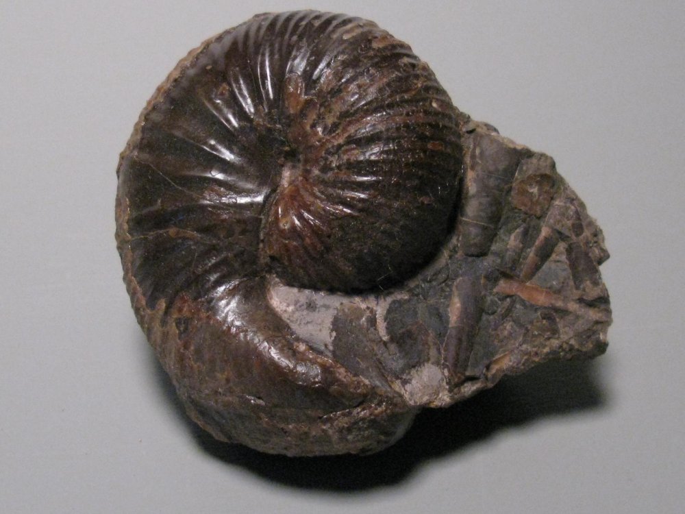 Clioscaphites montanensis Scaphite Fox Hills Formation South Dakota