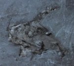 Pseudoarctolepis sharpi Phyllocarid Fossil